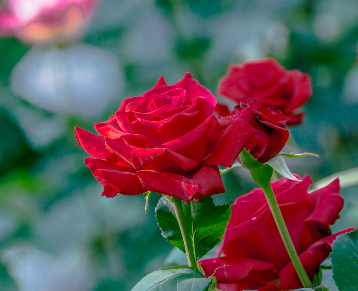 月季花五完结篇