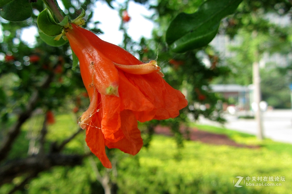 五月，石榴花开。