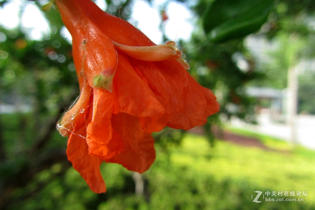 五月，石榴花开。