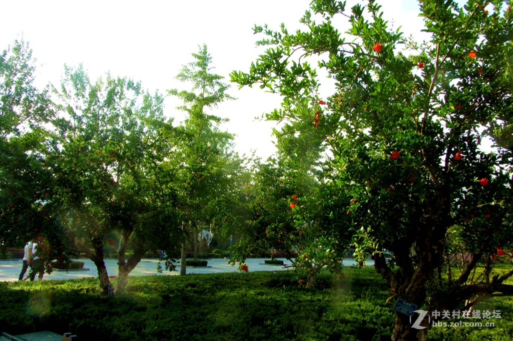 五月，石榴花开。