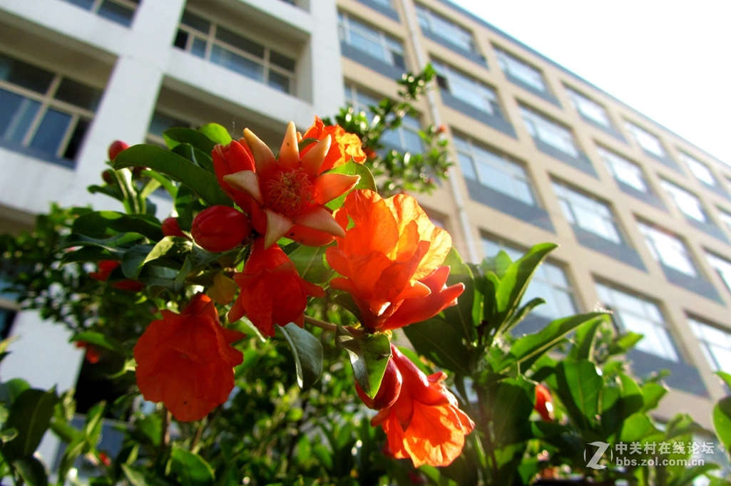 五月，石榴花开。