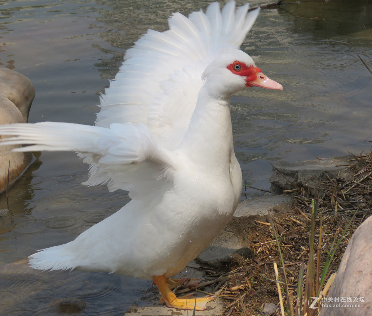 我也拍了几只屯鸟哈哈
