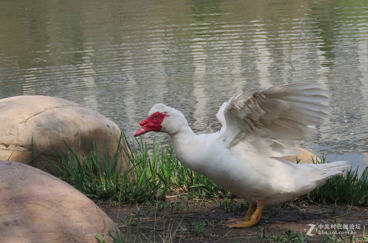 我也拍了几只屯鸟哈哈