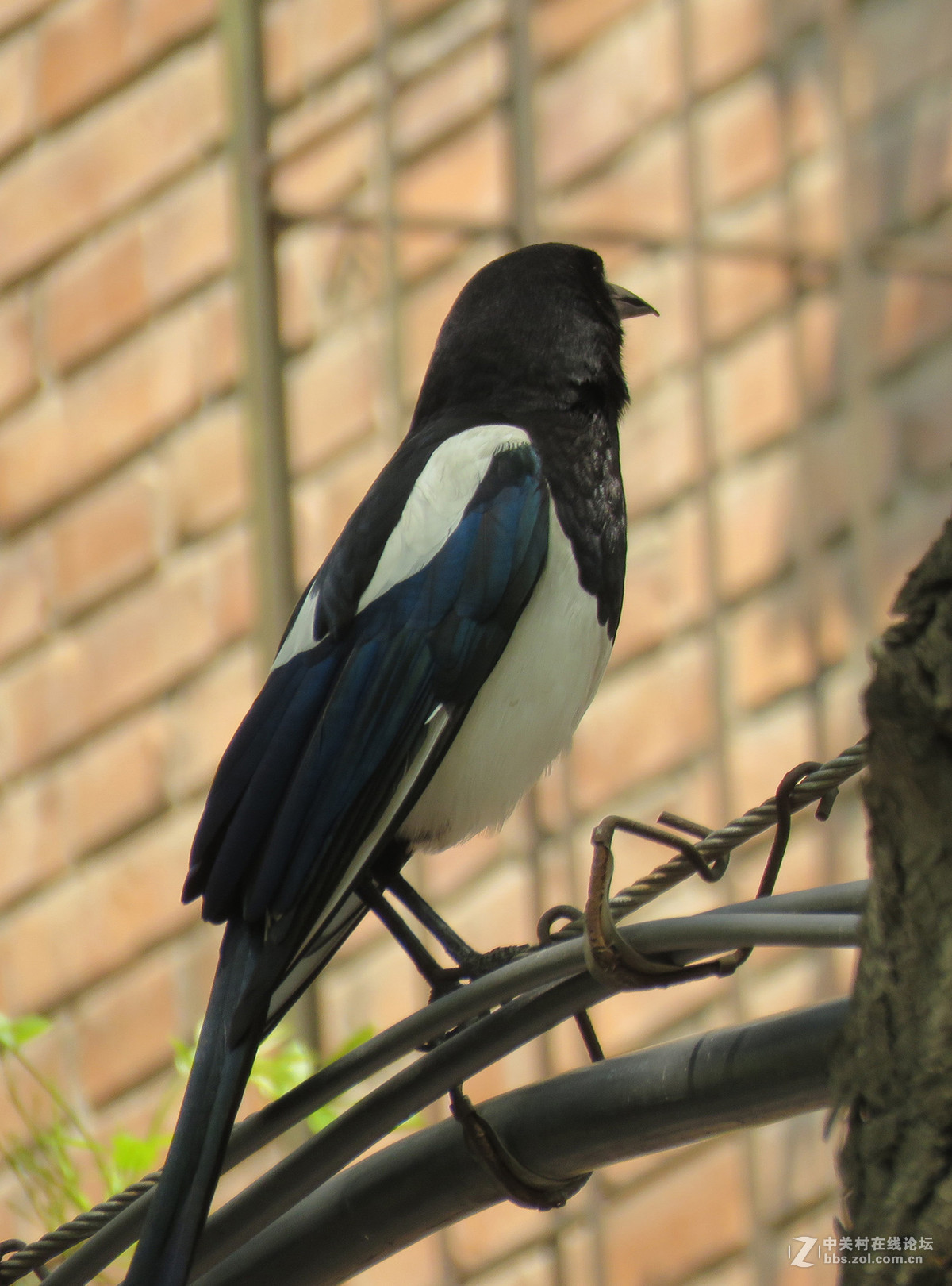 我也拍了几只屯鸟哈哈