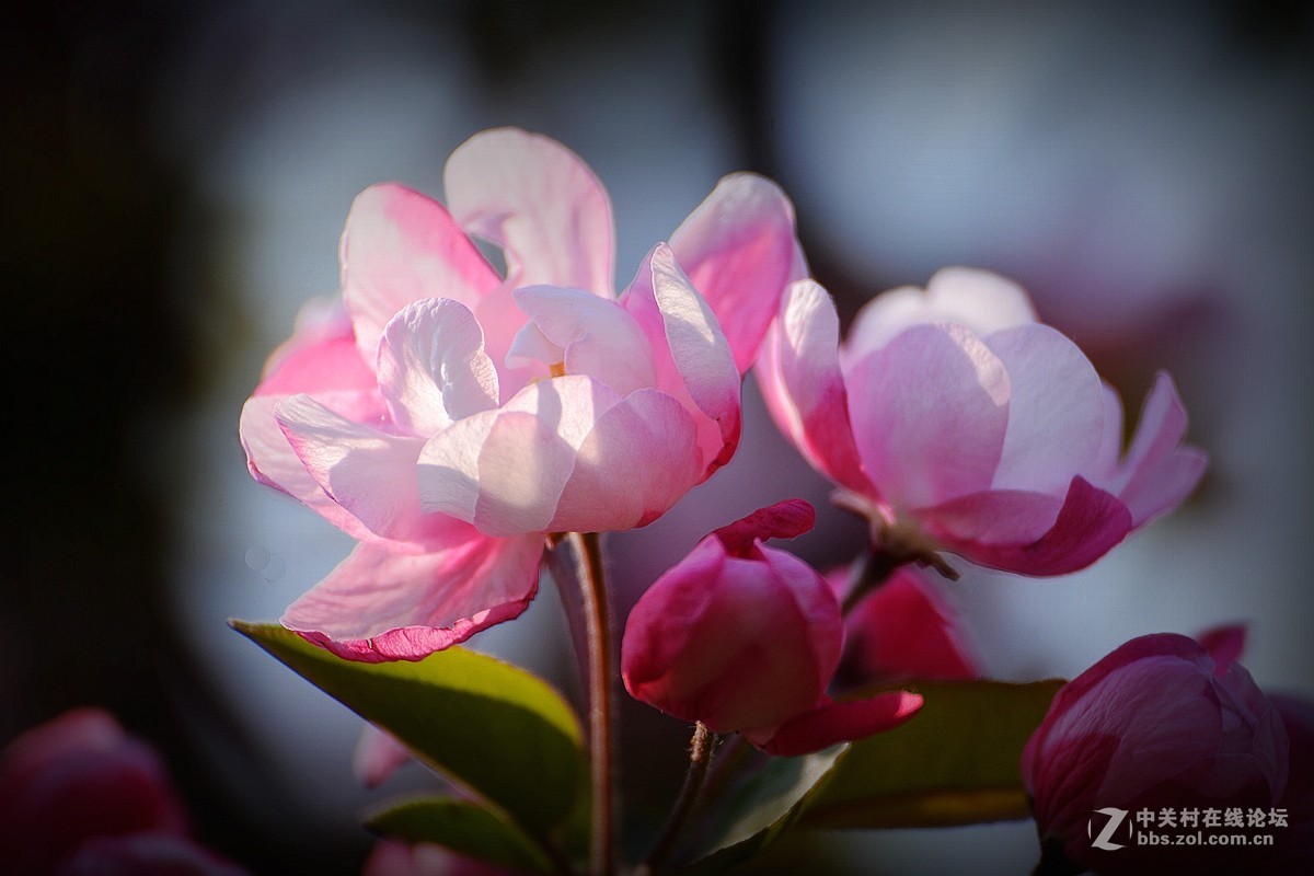 《海棠花》祝贺好友荣任索尼RX100 III星空(中国) 首版