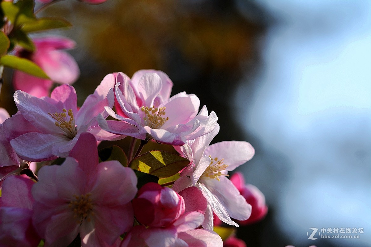 《海棠花》祝贺好友荣任索尼RX100 III星空(中国) 首版