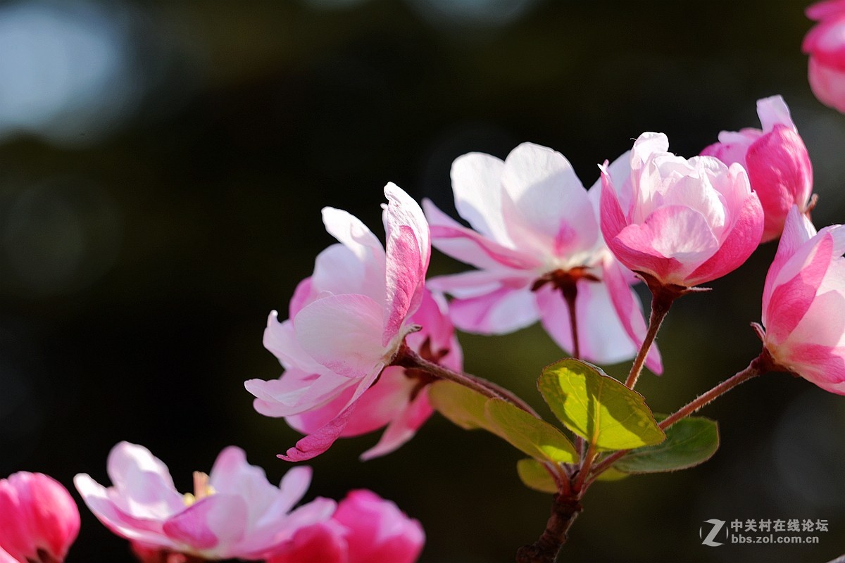 《海棠花》祝贺好友荣任索尼RX100 III星空(中国) 首版