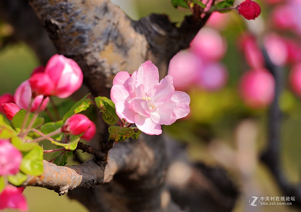 《海棠花》祝贺好友荣任索尼RX100 III星空(中国) 首版