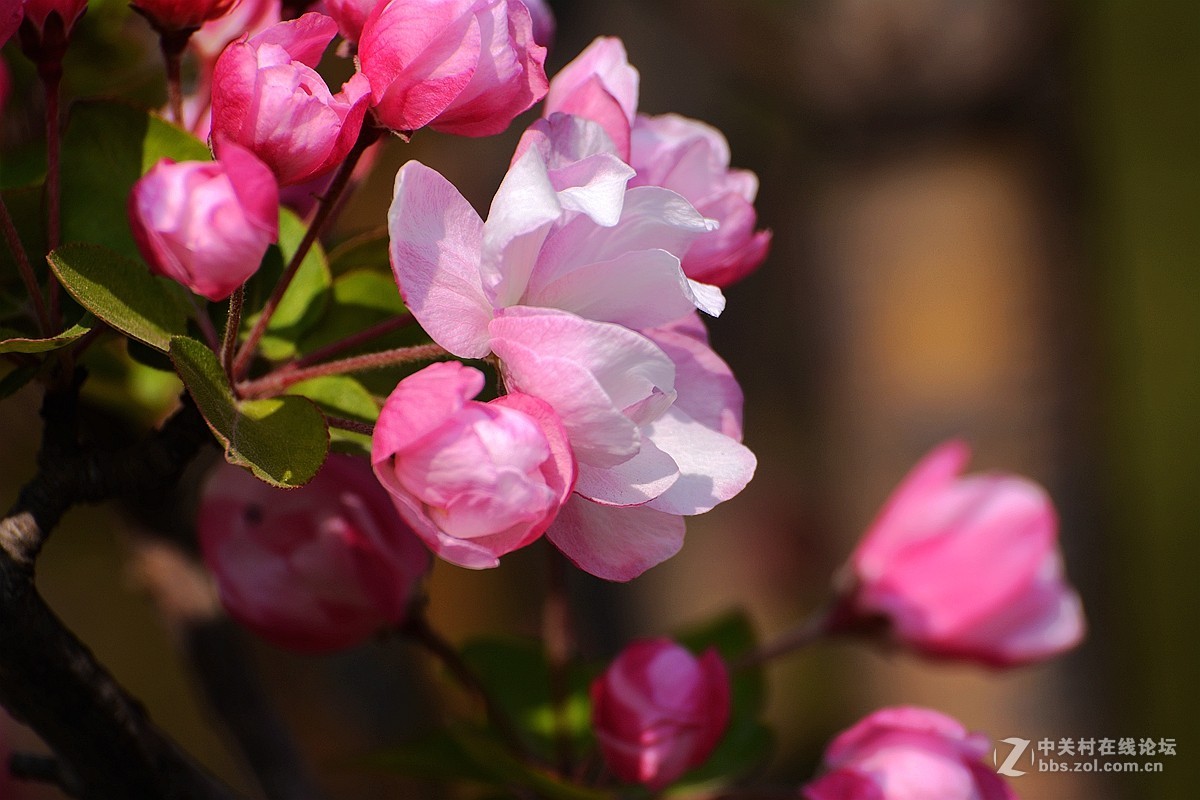 《海棠花》祝贺好友荣任索尼RX100 III星空(中国) 首版