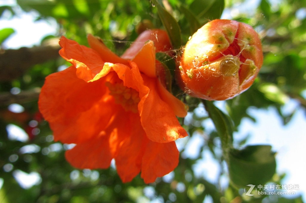 五月，石榴花开。