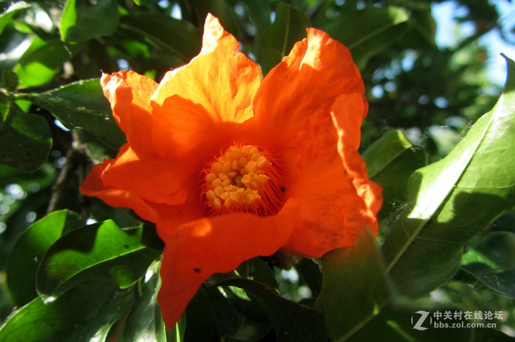 五月，石榴花开。