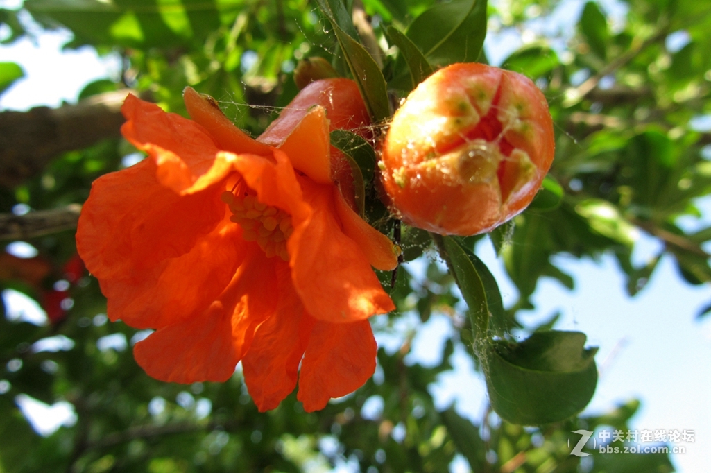 五月，石榴花开。
