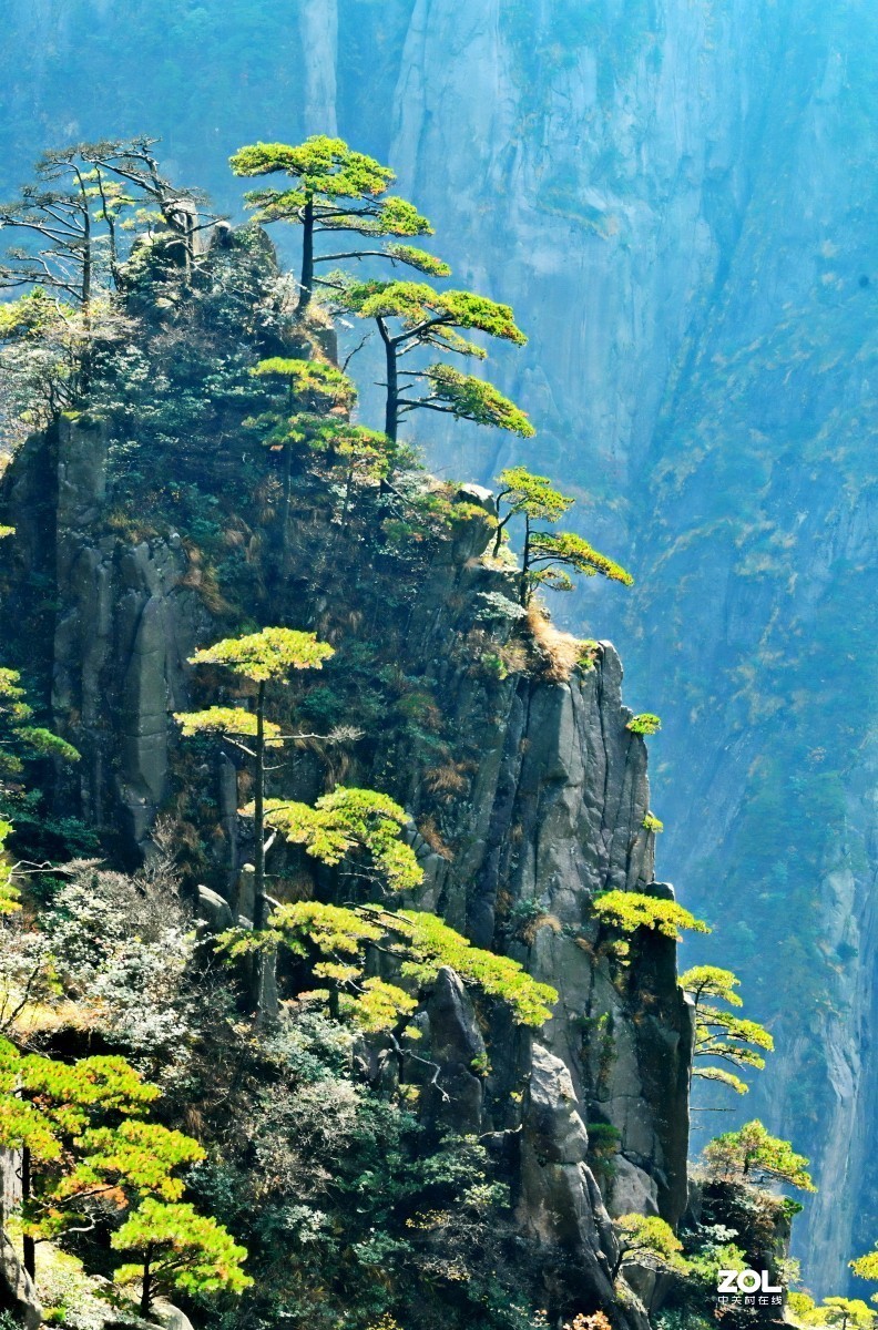 举世闻名的黄山松