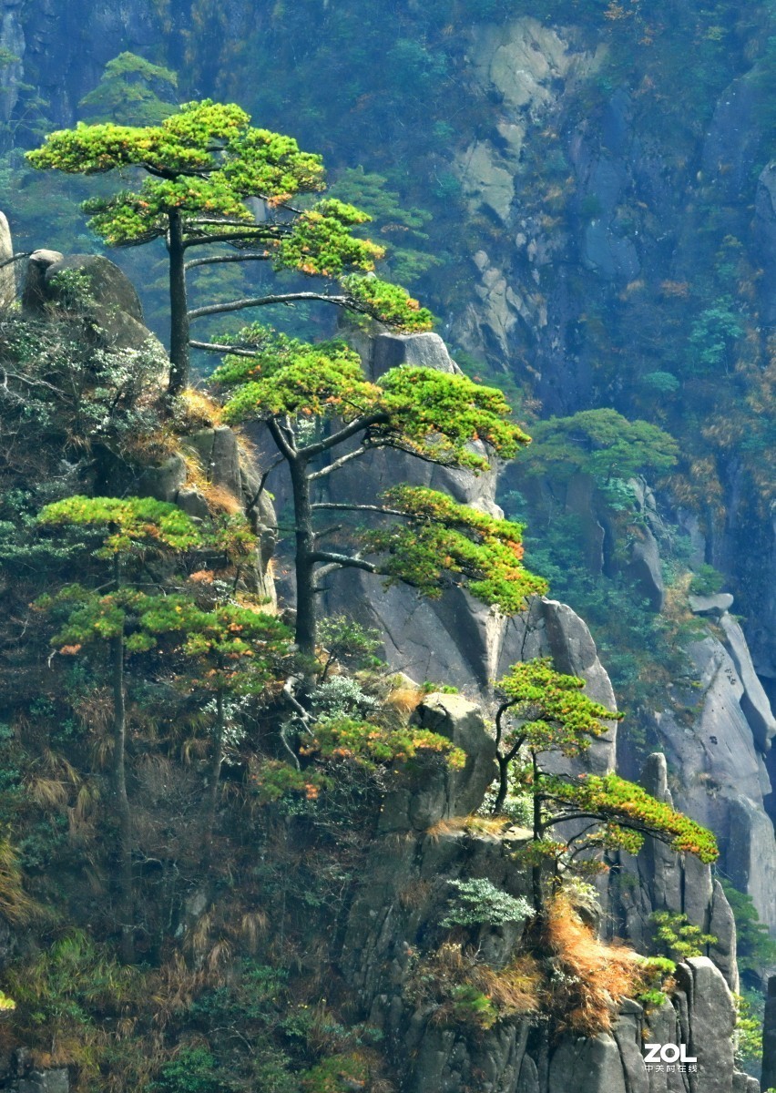 举世闻名的黄山松