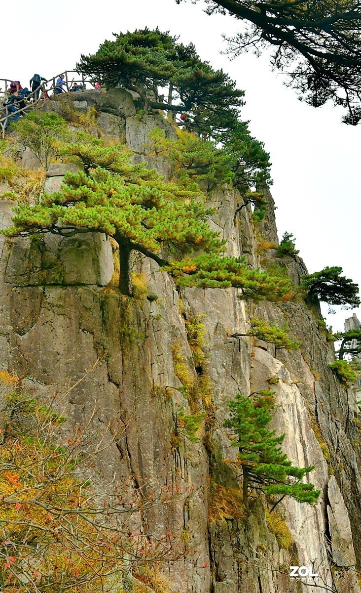 举世闻名的黄山松