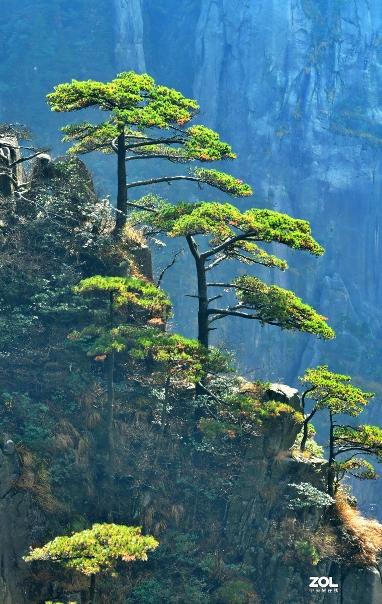 举世闻名的黄山松