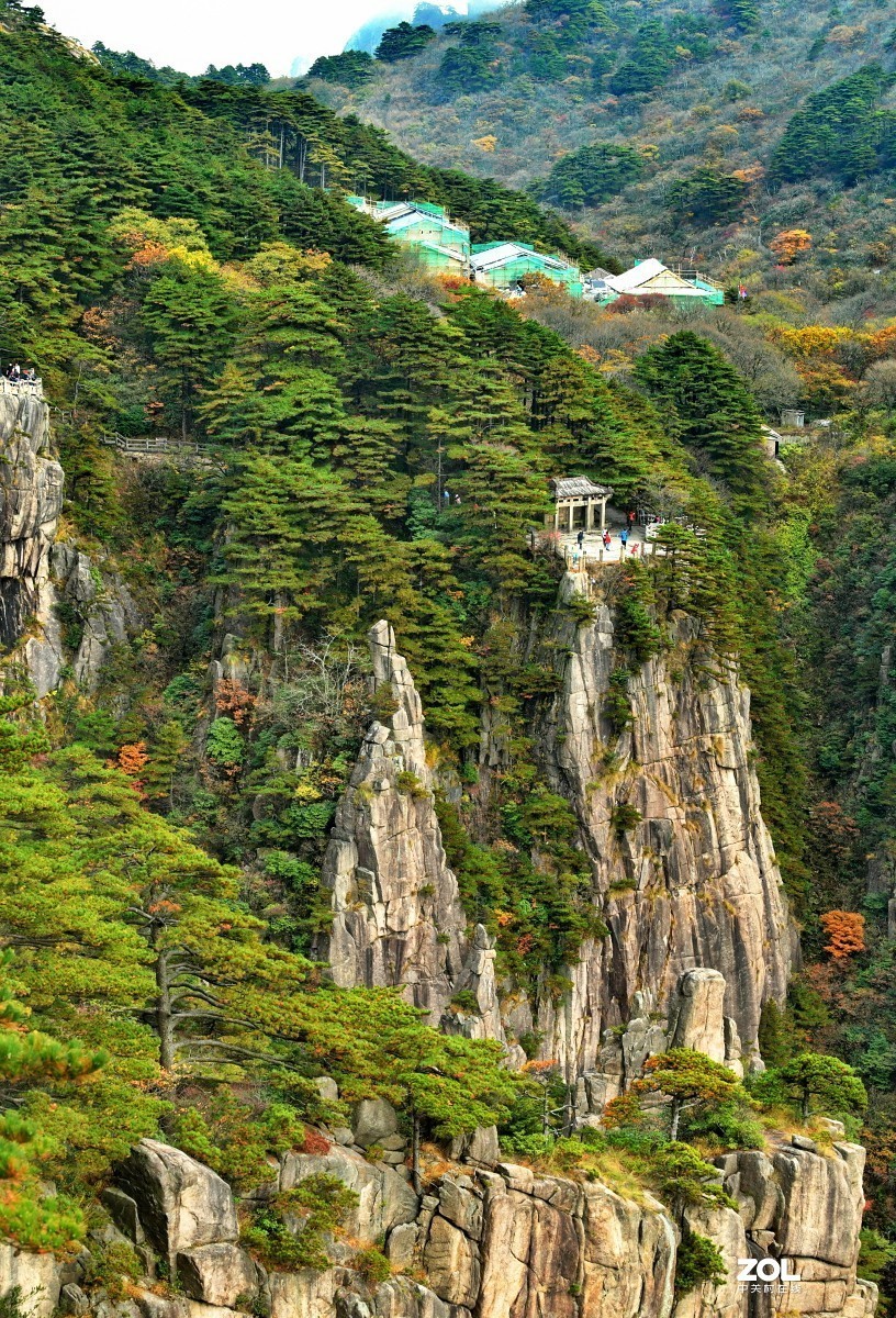 举世闻名的黄山松