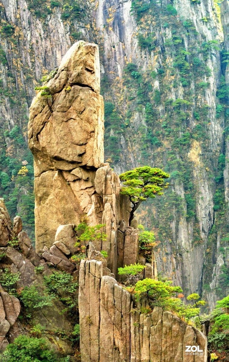 举世闻名的黄山松