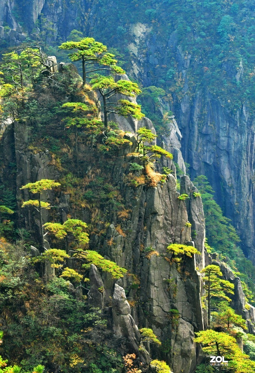 举世闻名的黄山松