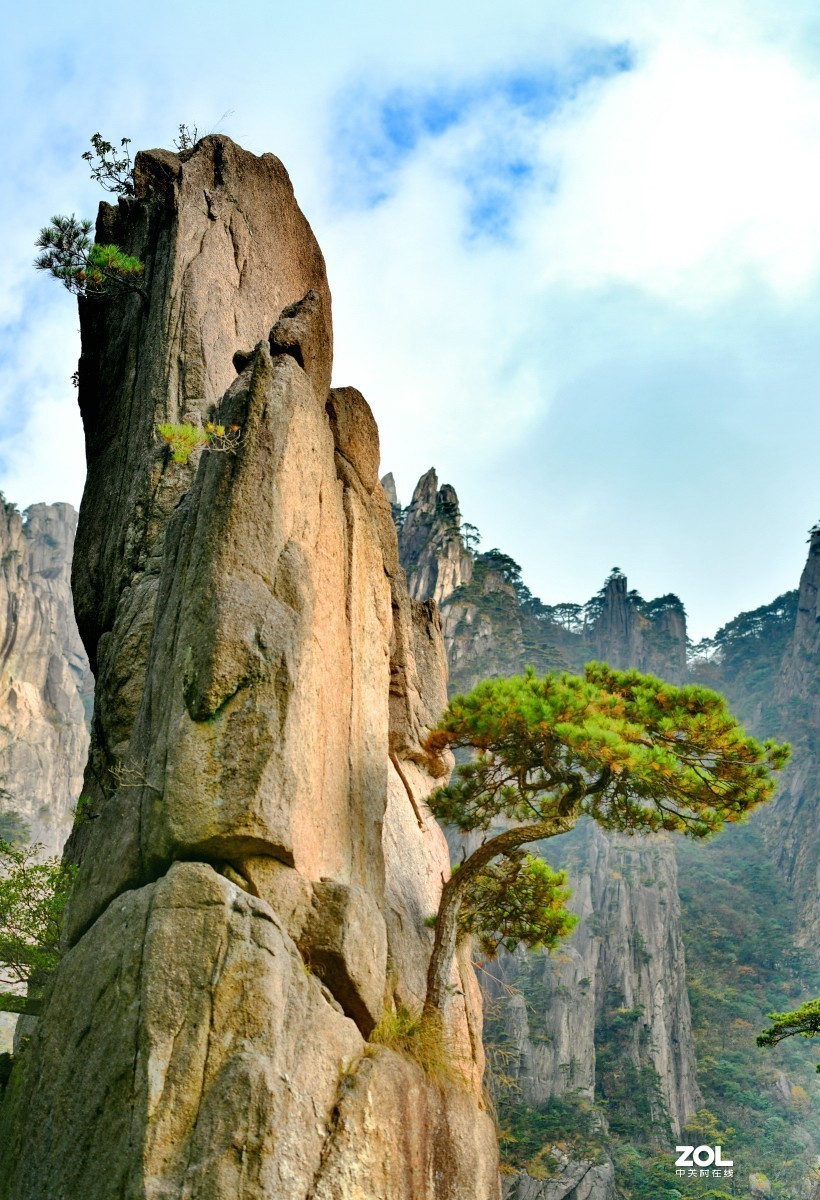 举世闻名的黄山松