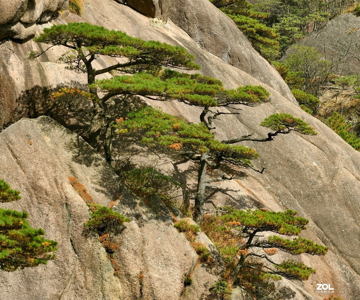 举世闻名的黄山松