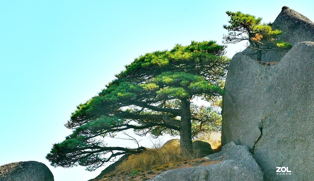 举世闻名的黄山松