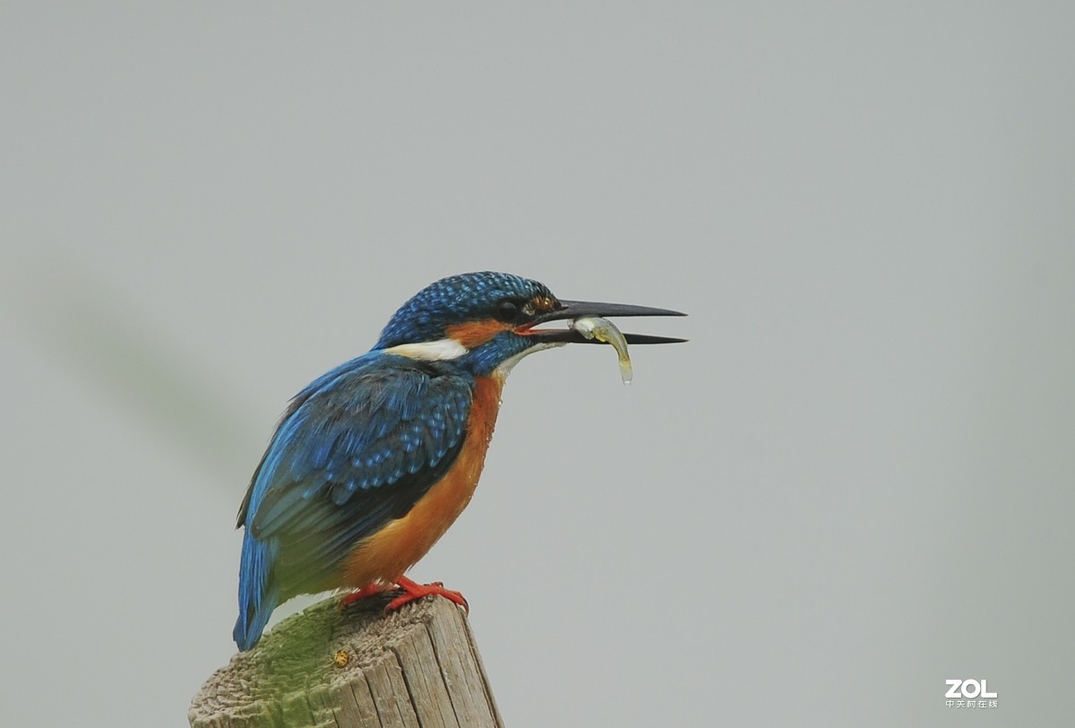 小翠一组-昨天蹲守的收获