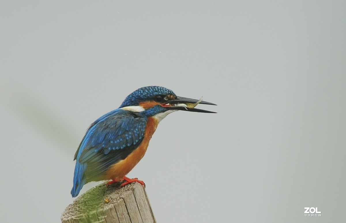 小翠一组-昨天蹲守的收获