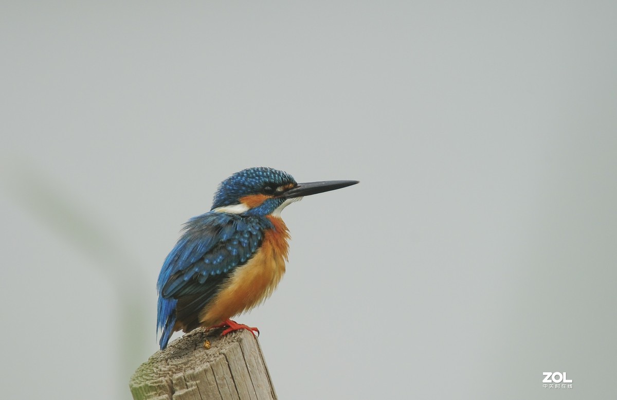 小翠一组-昨天蹲守的收获