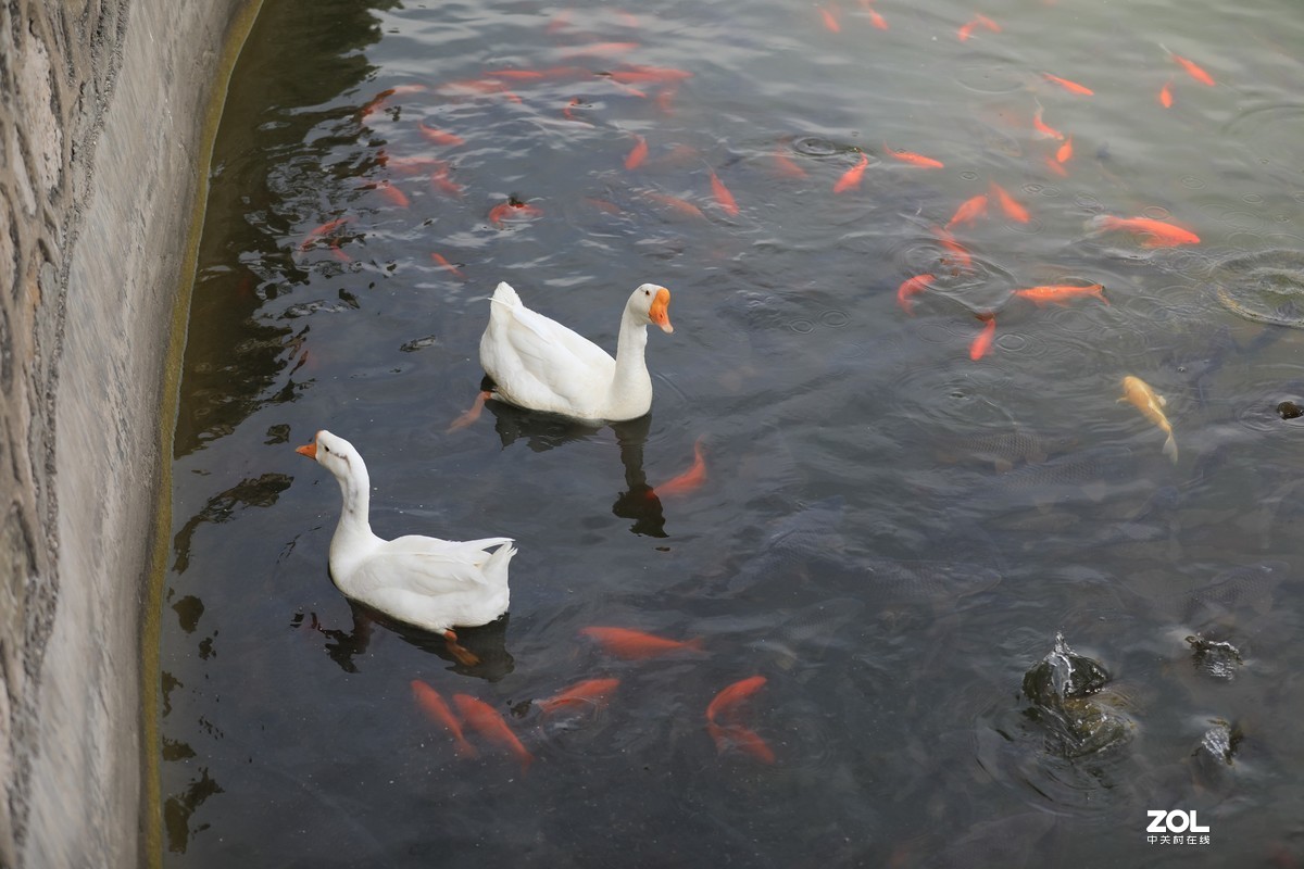 公園散步隨拍湖中的鵝鴨和魚