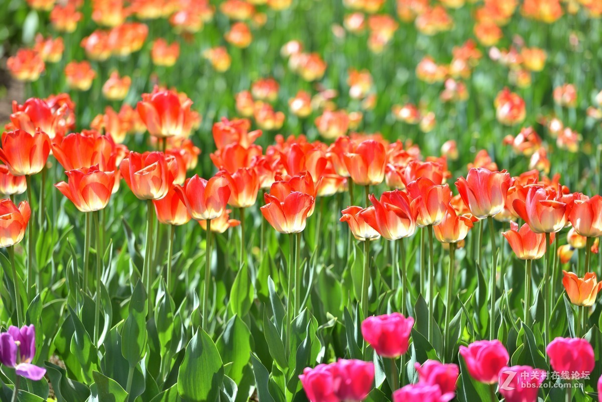 香山北京植物园---人如潮花似海  （2）