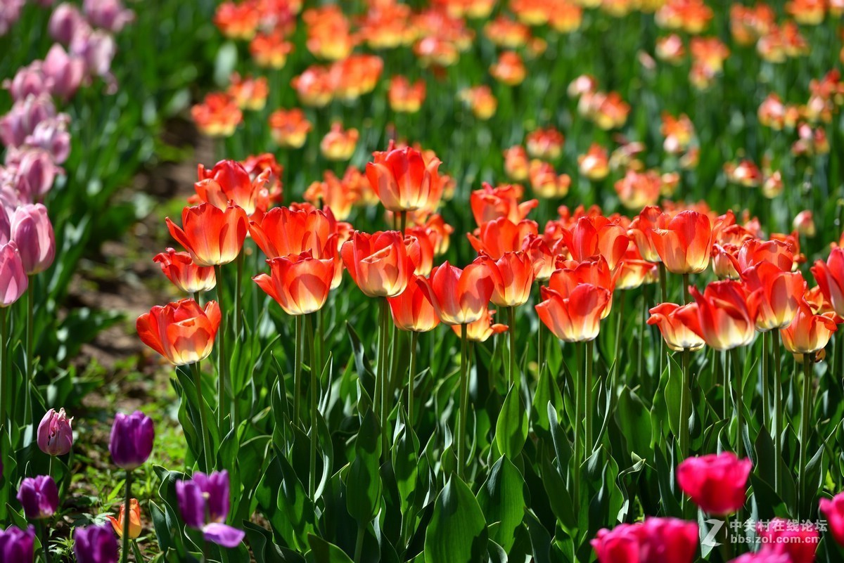 香山北京植物园---人如潮花似海  （2）