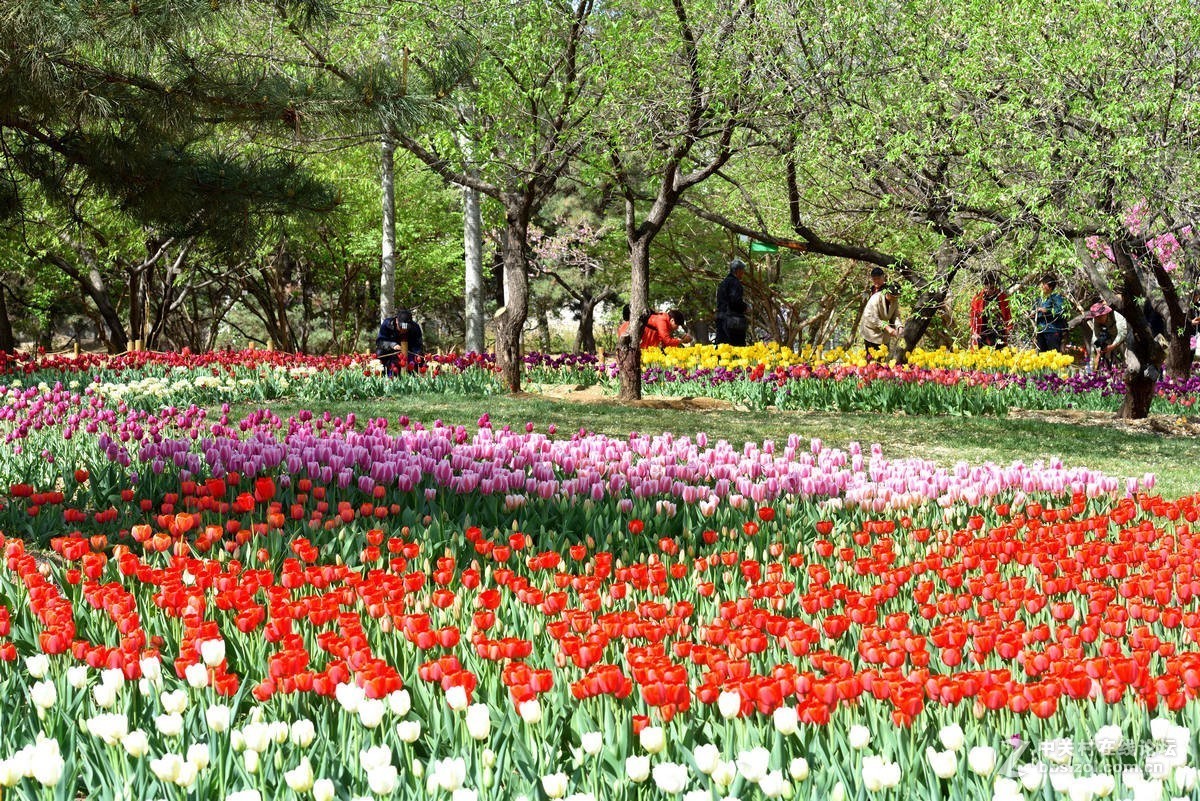 香山北京植物园---人如潮花似海  （2）