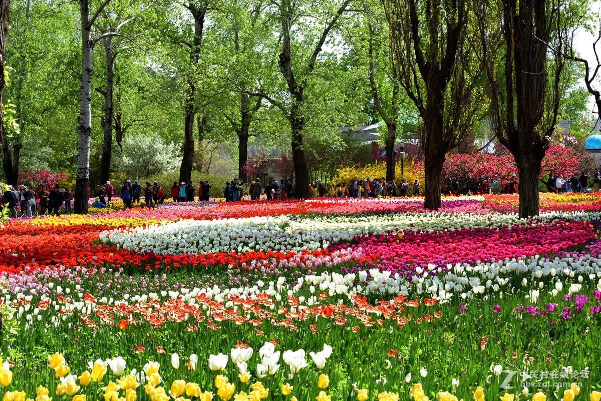 香山北京植物园---人如潮花似海  （2）