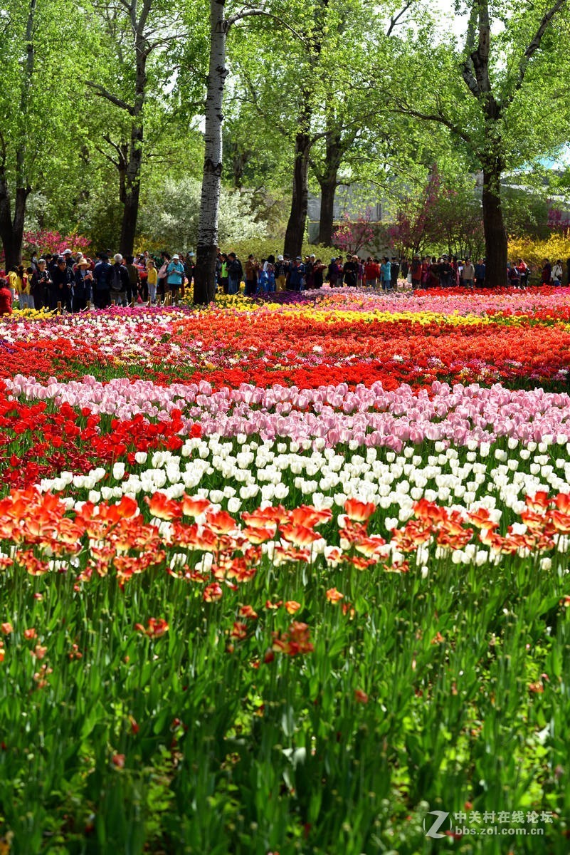 香山北京植物园---人如潮花似海  （2）