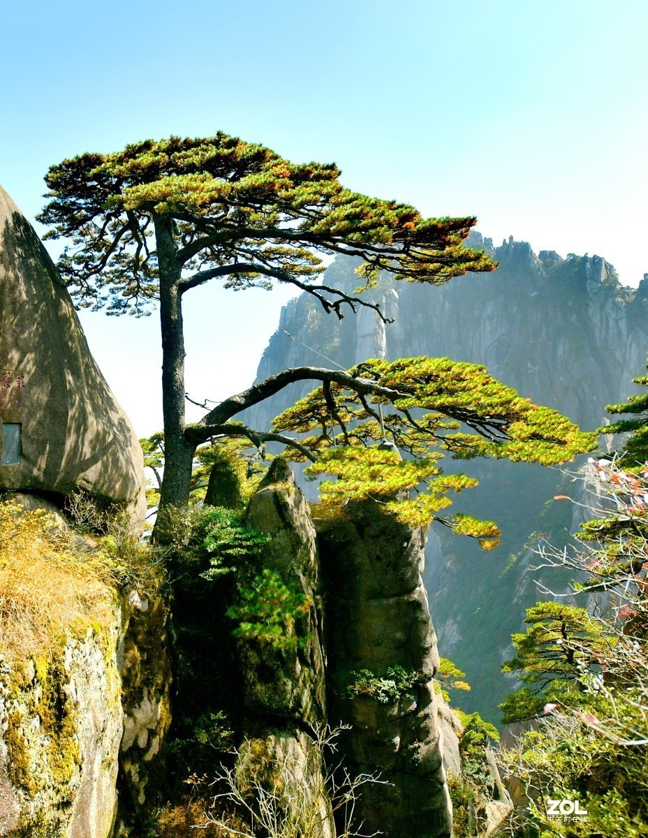 举世闻名的黄山松