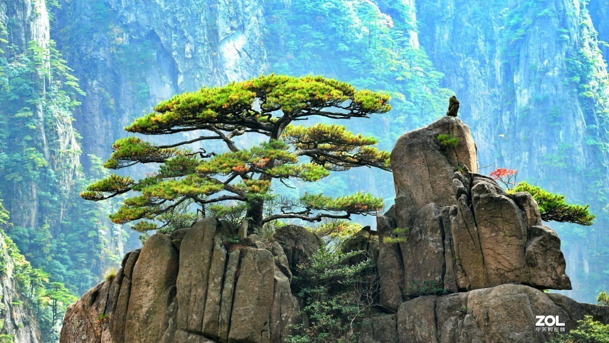 举世闻名的黄山松