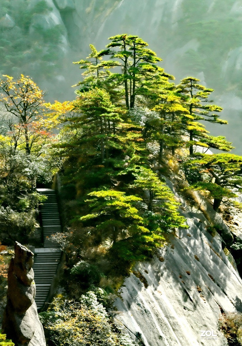 举世闻名的黄山松