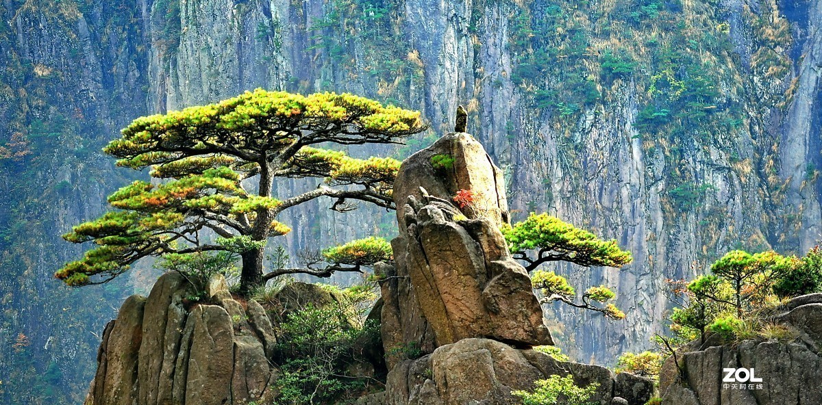 举世闻名的黄山松