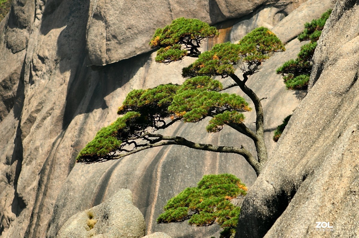 举世闻名的黄山松