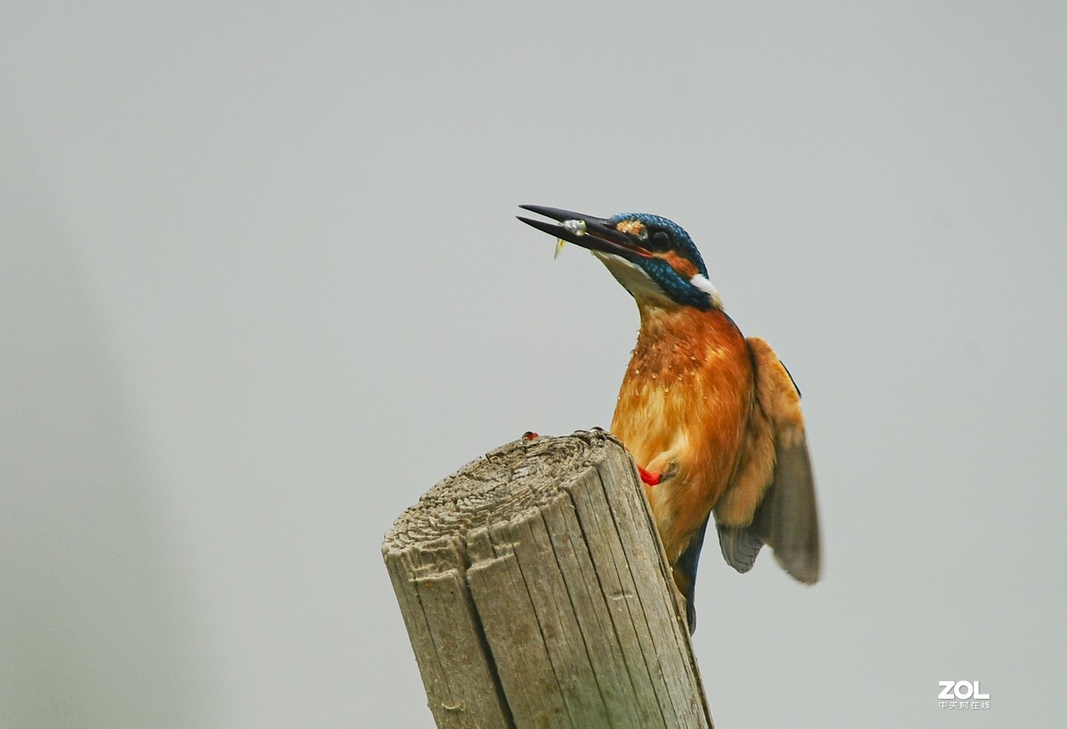 小翠一组-昨天蹲守的收获