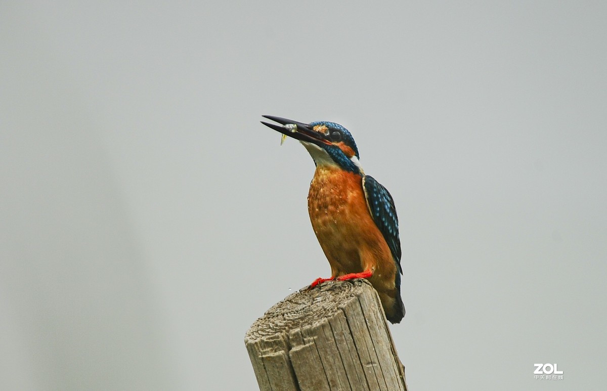 小翠一组-昨天蹲守的收获