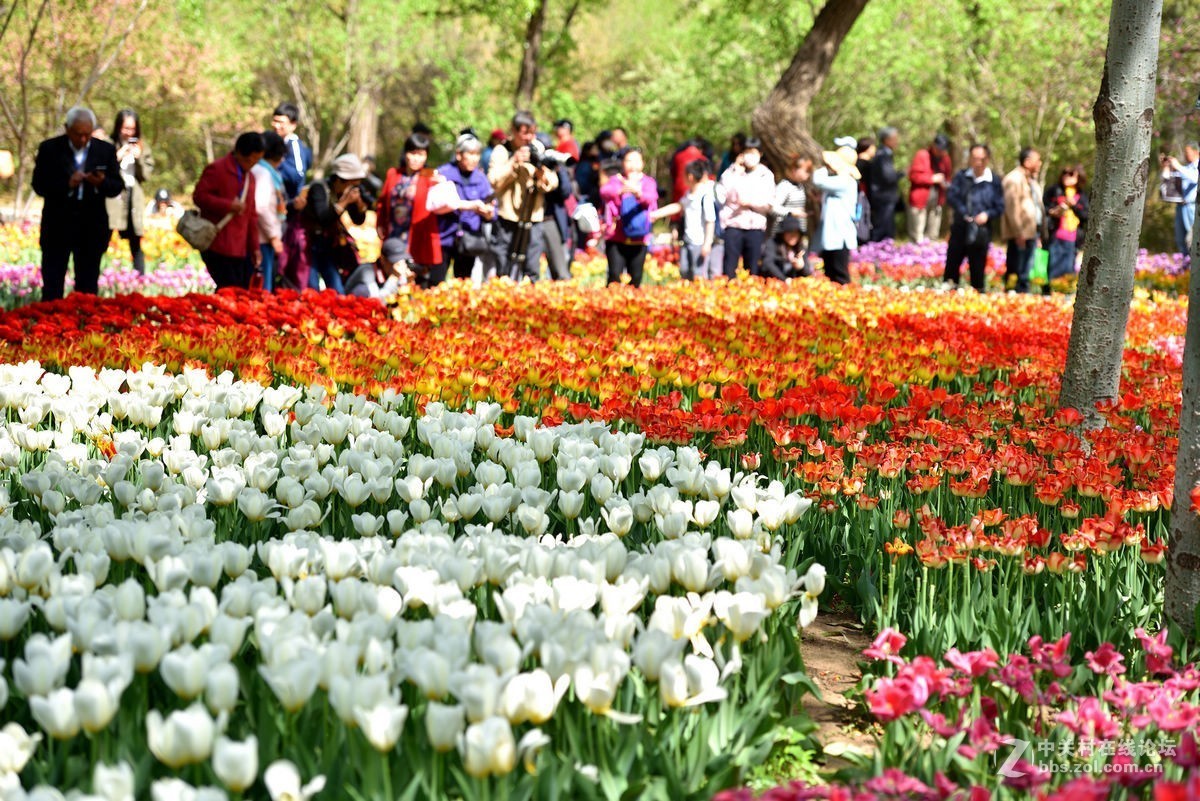 香山北京植物园---人如潮花似海  （2）