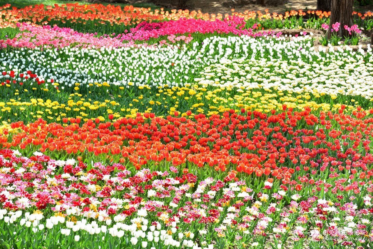 香山北京植物园---人如潮花似海  （2）