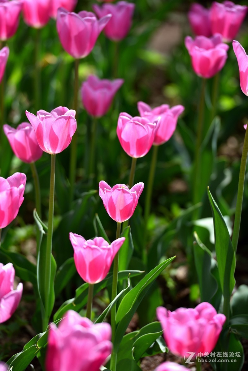 香山北京植物园---人如潮花似海  （2）