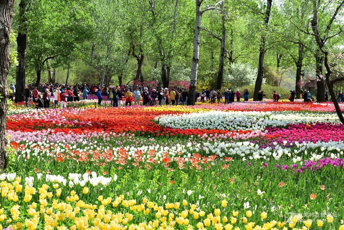 香山北京植物園人如潮花似海2