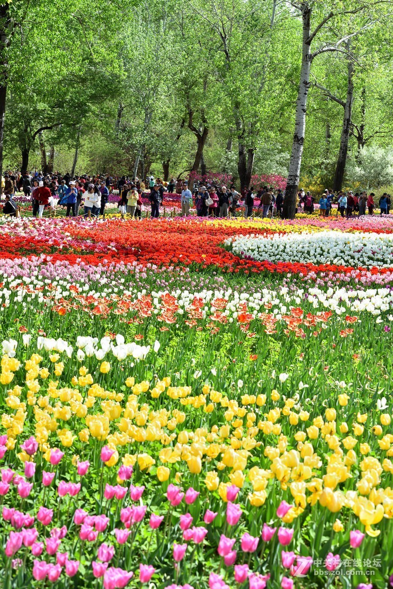 香山北京植物园---人如潮花似海  （2）