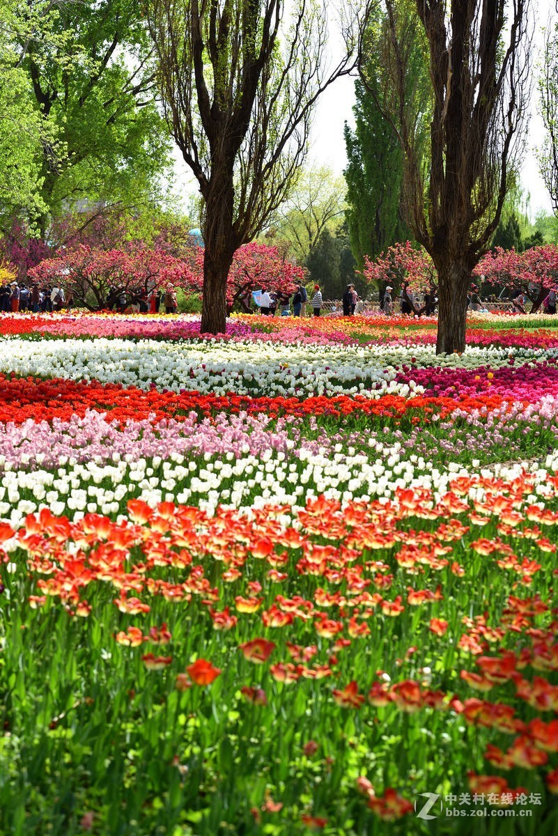 香山北京植物园---人如潮花似海  （2）