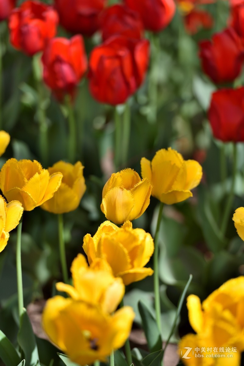香山北京植物园---人如潮花似海  （2）