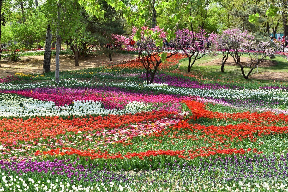 香山北京植物园---人如潮花似海  （2）
